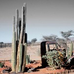 lieu dit SOLITAIRE NAMIBIE