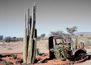 lieu dit SOLITAIRE NAMIBIE