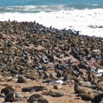 otaries à CAP CROSS