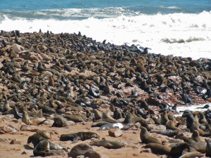 otaries à CAP CROSS