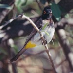 redeyes bulbul Namibie