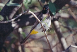 redeyes bulbul Namibie