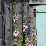 cabane et roses tremières