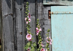 cabane et roses tremières