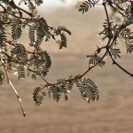 rosée sur accaciasNAMIB