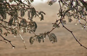 rosée sur accaciasNAMIB