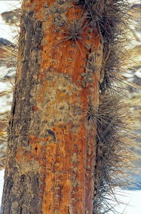 tronc cactus candelabre CHILI