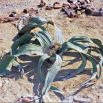 welwitschia mirabilis