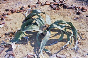 welwitschia mirabilis