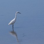 aigrette garzette#1