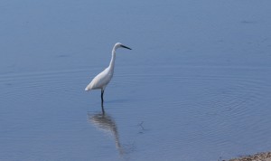 aigrette garzette#1