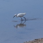 aigrette garzette#2