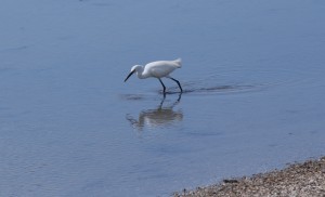 aigrette garzette#2