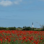 coquelicots ARS en Ré