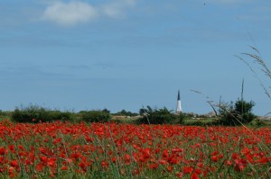 coquelicots ARS en Ré