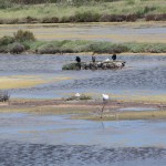 cormorans et goelands