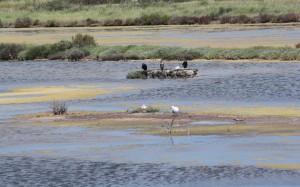 cormorans et goelands