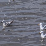 famille goeland argenté