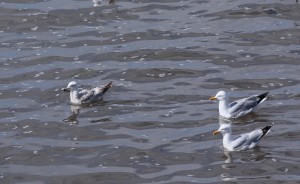 famille goeland argenté