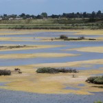 marais LILLEAU DES NIGES