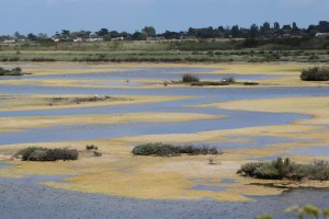 marais LILLEAU DES NIGES