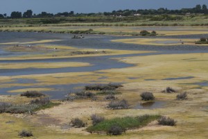 marais LILLEAU DES NIGES#2