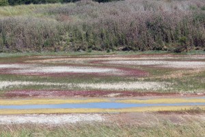 marais et salicornes