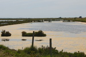 marais les portes en ré