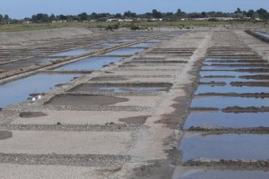 marais salants portes en ré