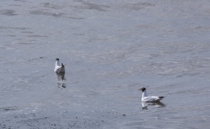 mouettes rieuses