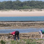 pêche à pied à la lasse