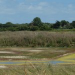 salicorne et marais salants