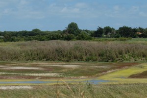 salicorne et marais salants