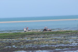 travail parcs à huitres