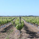 vignes de l ile de Ré