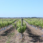 vignes de l ile de Ré