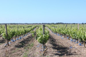 vignes de l ile de Ré