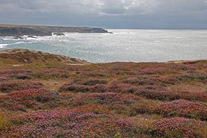 bruyeres-a-belle-ile-